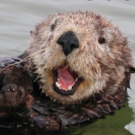 SeaOtter
