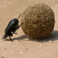 dungball beetle