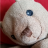 picbear
